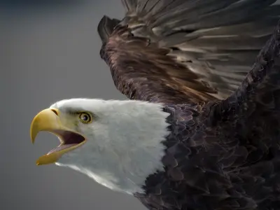Animated Bald Eagle 3D model