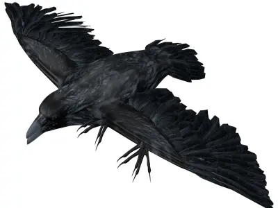 Raven Rigged  Low-poly 3D model