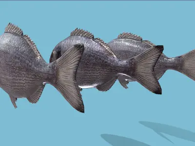 Gilt-head bream Low-poly 3D model