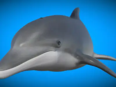 Bottlenose Dolphin 3D Model Version 2 00 Free low-poly 3D model