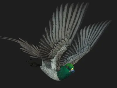 PheasantBird B8 3D model