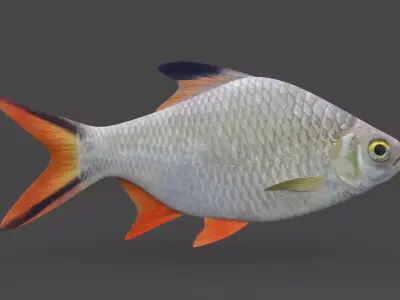 Tinfoil Barb Fish 3D model