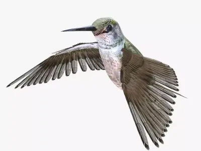 Hummingbird rigged 3d model Low-poly 3D model
