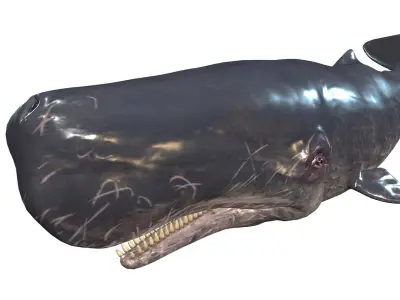 WHALE Sperm Whale Moby Dick 3D model