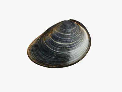 Clam Shellfish Free 3D model