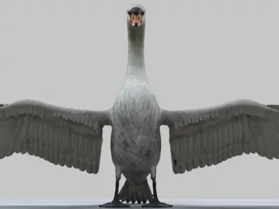 Swan Animation 3D model