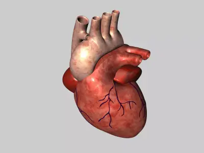 Human Heart Model 3D model