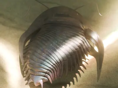 Trilobite Low-poly 3D model