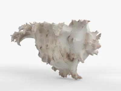 Photorealistic 3D scan of sea shell Low-poly 3D model