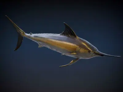 Black marlin 3D model