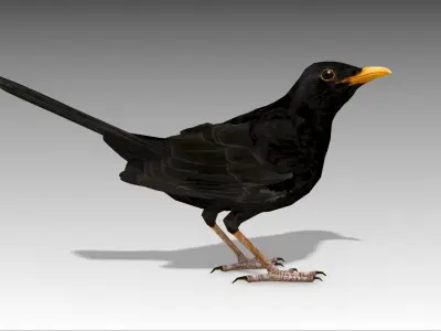 Blackbird bird Low-poly 3D model