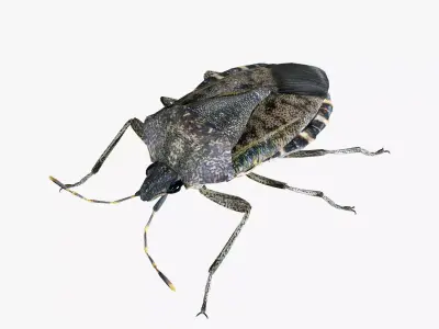 Brown marmorated stink bug Halyomorpha halys Low-poly 3D model