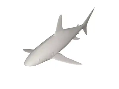 Shark wild animals 3D model