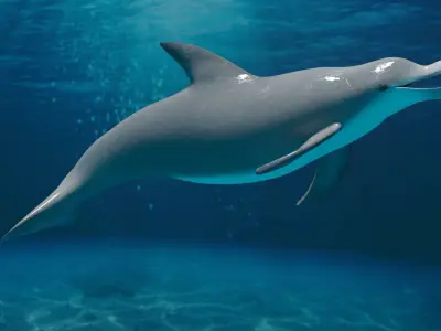 DOLPHIN LOW-POLY 3D MODEL whale tail Low-poly 3D model