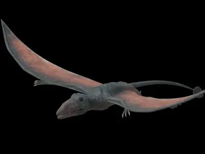 4K Eudimorphodon Low-poly 3D model