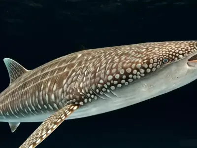 Injured Whale Shark Free low-poly 3D model