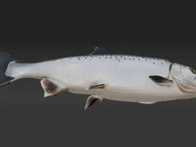 3d salmon fish Low-poly 3D model