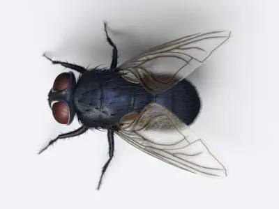 HouseFly fly 3D model