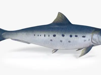 Sardine Fish Low-poly 3D model