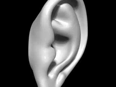 Ear Human 3D model