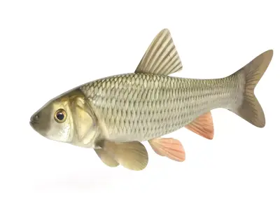 Fish Chub 3D model