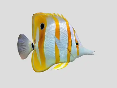 Chelmon rostratus Low-poly 3D model