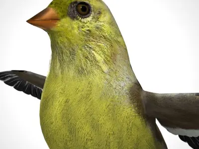 3D Bird Pack North American Eastern Goldfinch Male and Female Low-poly 3D model