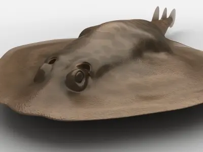 Electric Ray Numbfish DiReap Torpedo Fish Low-poly 3D model