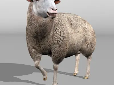 Sheep 3D model 3