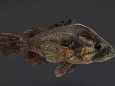 Realistic Perch Animated 3D model