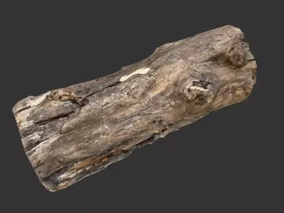 Realistic tree trunk Low-poly 3D model