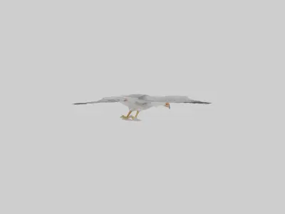 European Herring Gull flying model Low-poly 3D model