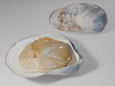 Clam Model 3D model