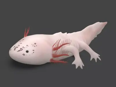 Axolotl Low-poly 3D model
