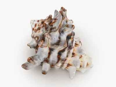 Vasum Turbinellus 3D model