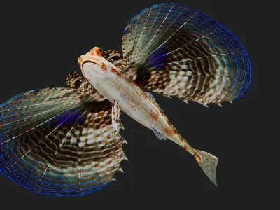 Gurnard Low-poly 3D model