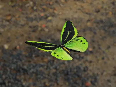 Green Birdwing Butterfly Low-poly 3D model