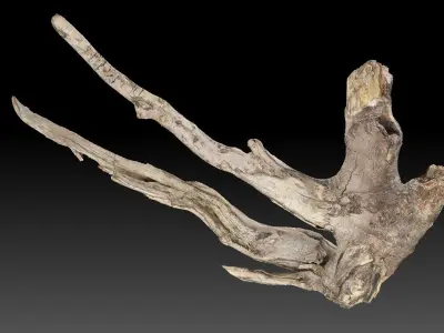 Tree Root 3D Scan in highpoly 3D model