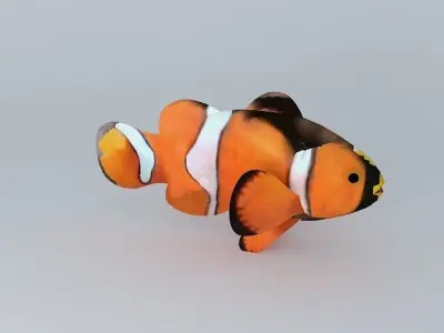 Fish like Nemo Free 3D model