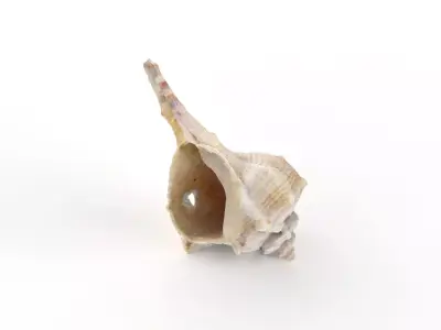 Sea shell - Scan Low-poly 3D model