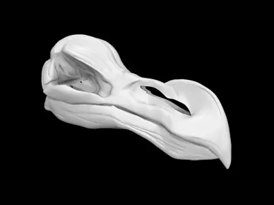 Dodo skull Low-poly 3D model