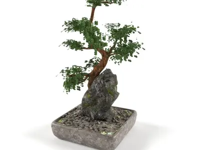Bonsai- indoor decoration Free low-poly 3D model