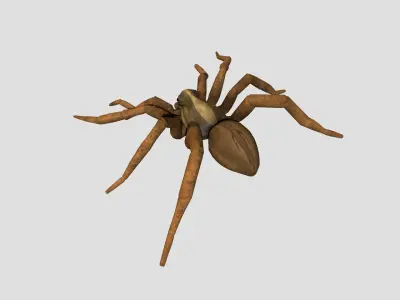 Wolf Spider Low-poly 3D model