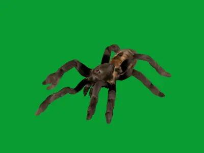 Tarantula Spider Low-poly 3D model