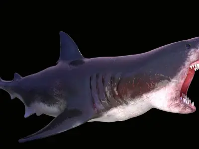 Great White Shark Model  7 animations Pack Low-poly 3D model