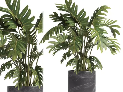 indoor plant 055 3D model