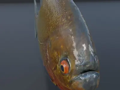 Piranha fish Free low-poly 3D model