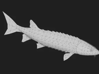 Sturgeon Low-poly 3D model
