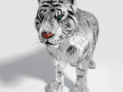 Siberian White Tiger v1 Low-poly 3D model