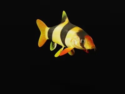 Clown Loach Fish Low-poly 3D model